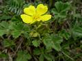 Desert Cinquefoil